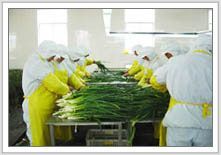 2012年金乡大蒜价格回顾与市场动态分析