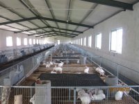 长毛兔与獭兔市场价格及獭兔养殖技术前景深度分析